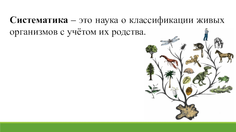 5 класс ознакомление с принципами систематики организмов. Систематика это наука. Систематика наука о классификации живых организмов. Наука систематика в биологии. Единицы классификации живых организмов.