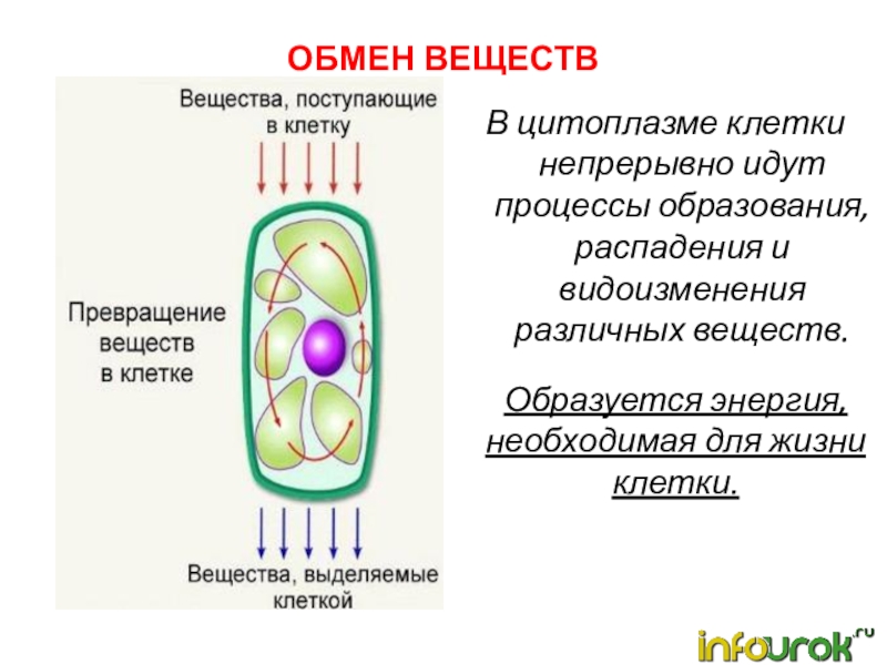 Растительная клетка обмен веществ. Питание клетки 5 класс биология. Процессы жизнедеятельности клетки 6 класс биология. Процессы жизнедеятельности клетки 5 класс биология.