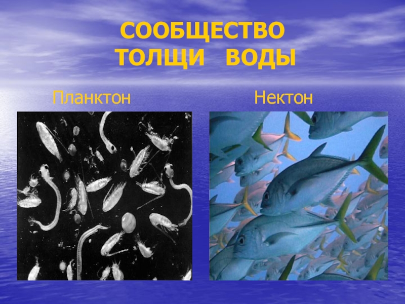 Презентация планктон нектон бентос