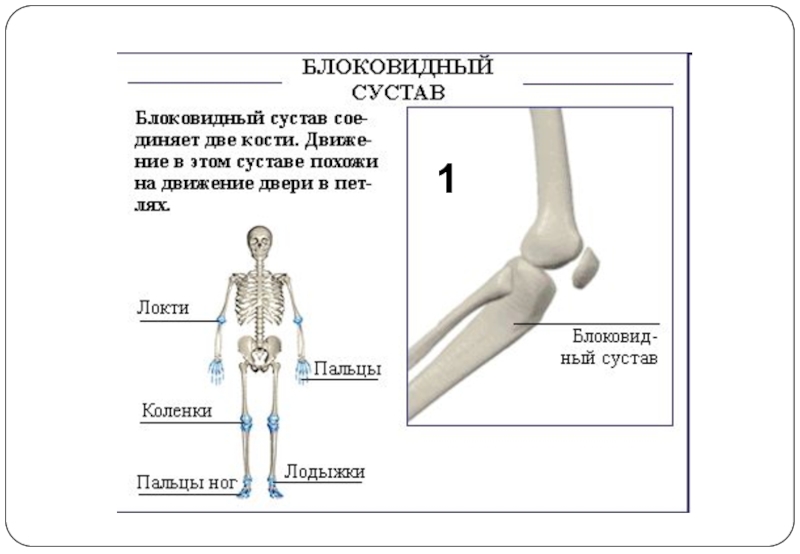 Суставы у человека схема