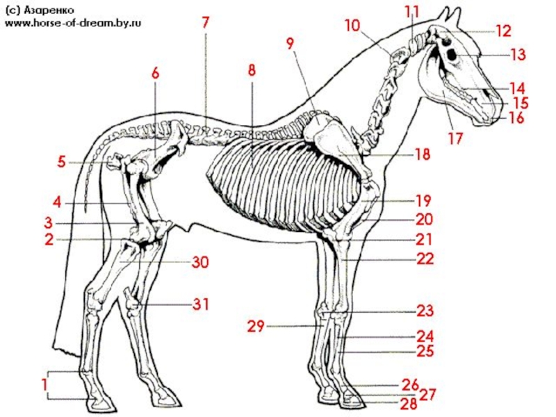 Строение лошади. Строение скелета лошади анатомия. Органы лошади анатомия сбоку. Строение лошади кости. Строение ног лошади название костей.