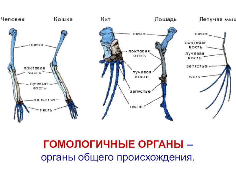 Скелет пояса передних конечностей млекопитающих. Скелет передней конечности млекопитающих. Скелет пояса задних конечностей млекопитающих. Скелет верхних конечностей млекопитающих. Строение скелета верхней конечности позвоночных животных.