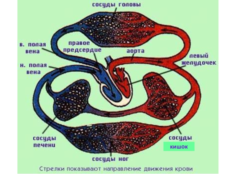 Дополните схему большого круга кровообращения у птиц