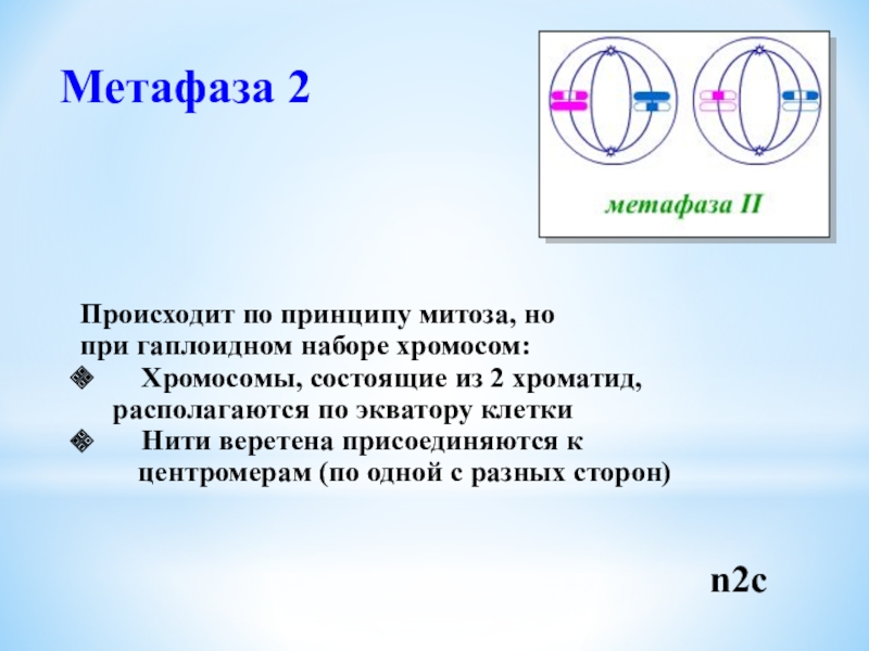 Метафаза 2 рисунок