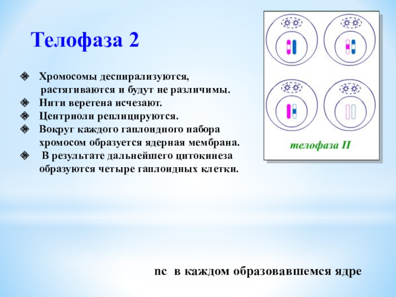 Телофаза днк. Телофаза 2. Хромосомы деспирализуются. Хромосомы деспирализуются вокруг образуется мембрана формируется. Какой набор хромосом в телофазе 2.