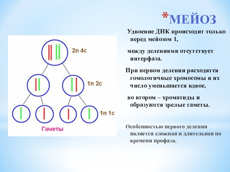 Определите тип и фазу деления клетки изображенной на рисунке какой набор хромосом и молекул днк