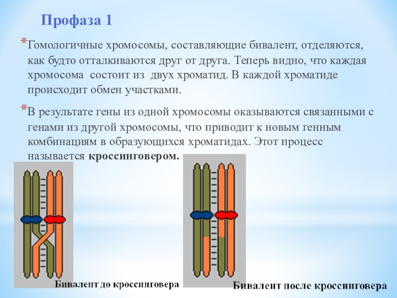 Гомологичные хромосомы рисунок