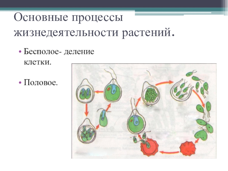 Процессы растений. Схема процессов жизнедеятельности растений размножение. Основные процессы жизнедеятельности растительного организма. Основные процессы жизнедеятельности растений. Схема основные процессы жизнедеятельности растений.