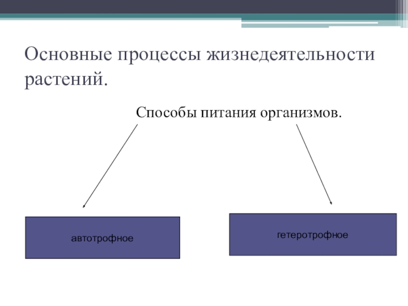 Ключевой процесс. Процессы жизнедеятельности растительных организмов схема. Процессы жизнедеятельности растений 6 класс биология. Основные процессы жизнедеятельности растений. Процессыжинидеятельностирамтений.