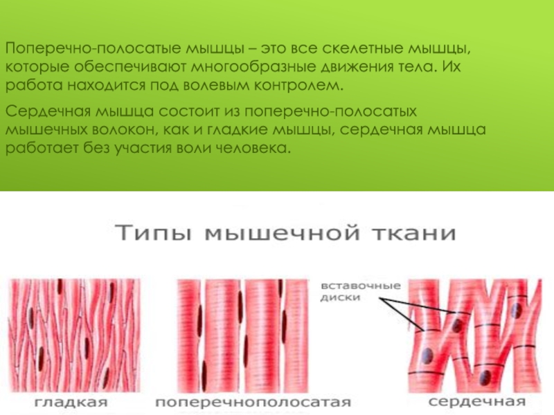 Полосатая мышца. Поперечно полосатые мышцы. Поперечно полосатые скелетные мышцы. Поперечнополосатые мышцы обеспечивают:. Поперечно полосатые мышцы функции.