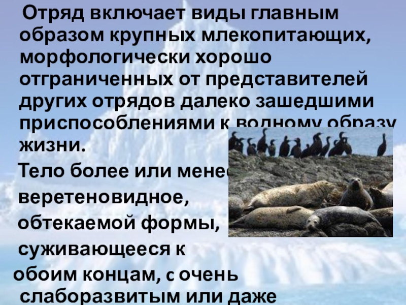 Используя рисунки в тексте параграфа выявите особенности строения и образа жизни ластоногих