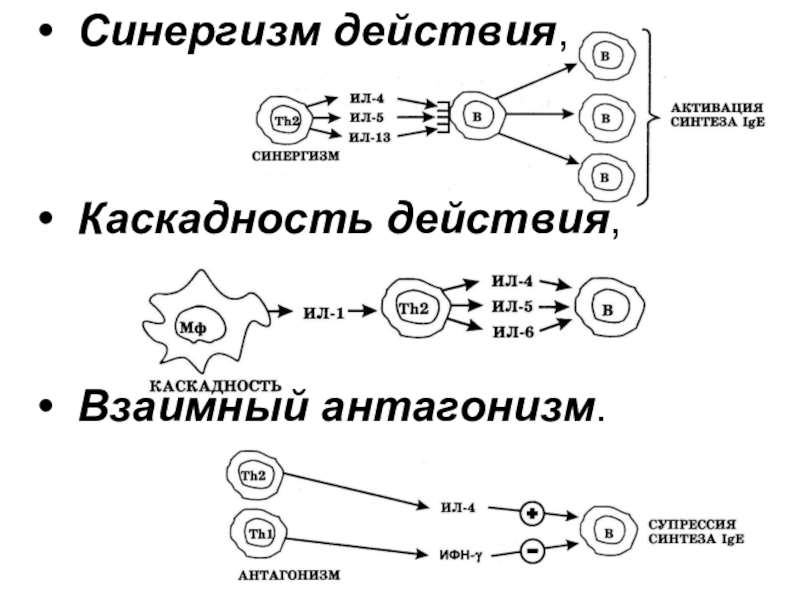 Синергизм. Синергизм цитокинов. Действие цитокинов схема. Синергизм схема. Схема аутокринного действия цитокинов на клетки.