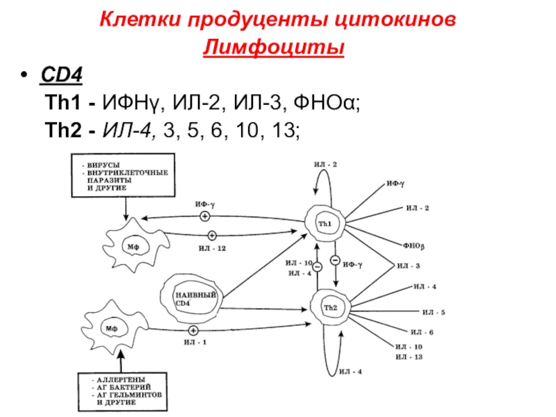 Клетки продуценты цитокинов схема