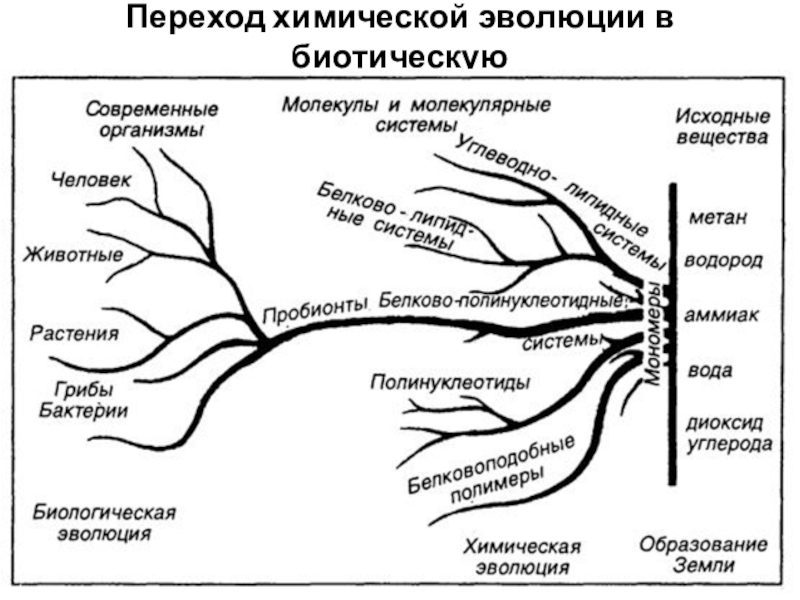 Схема химической эволюции жизни на земле