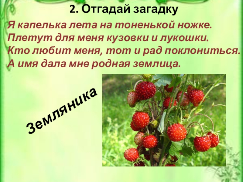 Отгадай загадку первым вылез из землицы. Загадка я капелька лета на тоненькой. Я капелька лета на тоненькой ножке плетут для меня кузовки и лукошки. Загадка про землянику. Отгадай загадку я капелька лета на тоненькой.