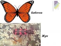 Жук
Бабочка