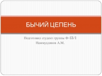 БЫЧИЙ ЦЕПЕНЬ