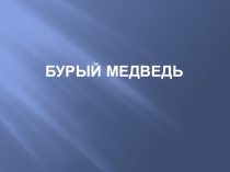 Бурый медведь