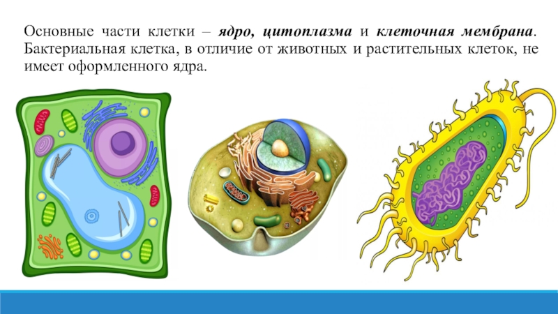 Основные части клетки. Бактерии имеют оформленное ядро. Мембраны бактериальных клеток и животных. Клетки лишенные оформленного ядра. Клетка бактерии клеточная мембрана