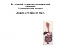 Волгоградский государственный медицинский университет Кафедра анатомии человека
