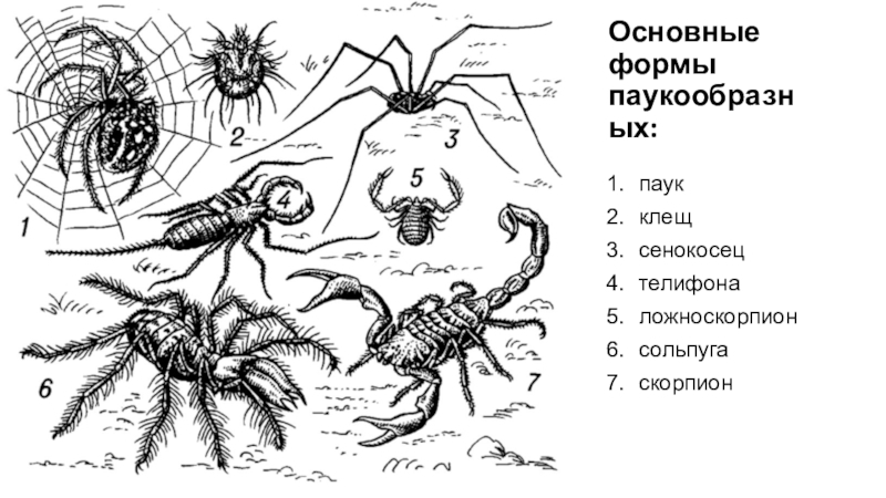 Основные формы паукообразных: