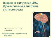 Кафедра анатомии человека,
май 2016
Введение в изучение ЦНС Функциональная