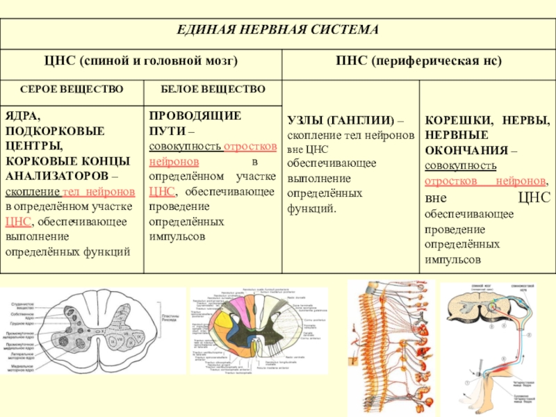 Функциональная анатомия спинного мозга презентация