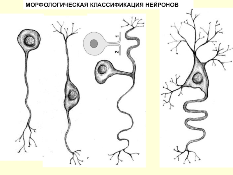 Схема классификация нейронов