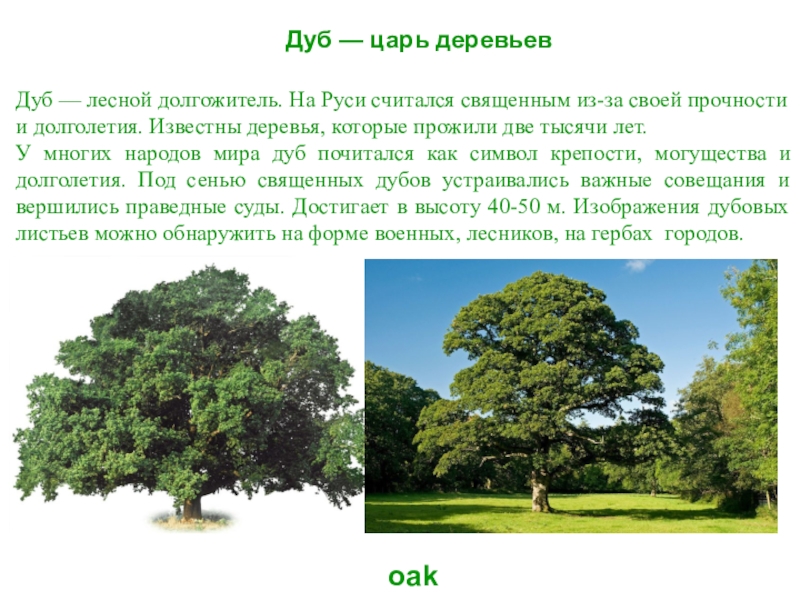 Сколько дубов в мире. Доклад о дереве. Доклад про дуб. Деревья долгожители дуб. Дуб дерево описание.