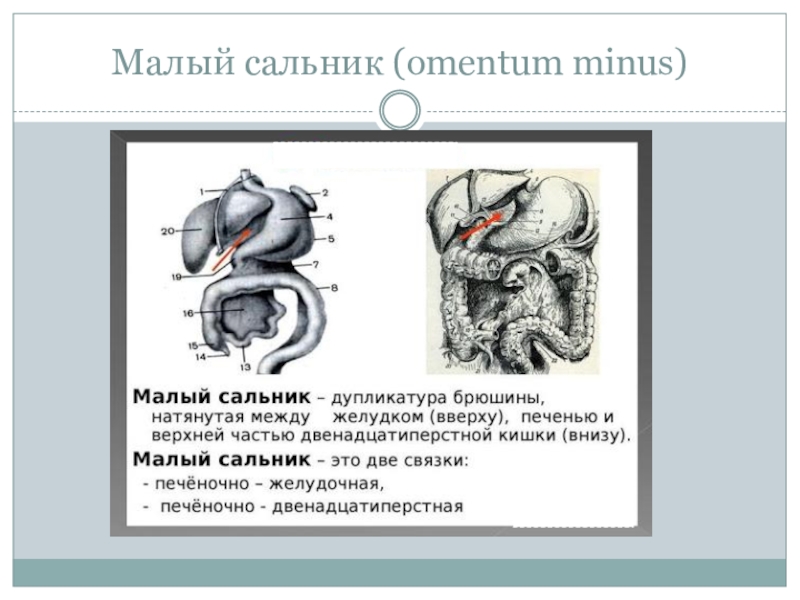 Связки сальника. Большой и малый сальник топографическая анатомия. Малый сальник образуют связки:. Малый сальник и большой сальник анатомия. Малый сальник анатомия связки.