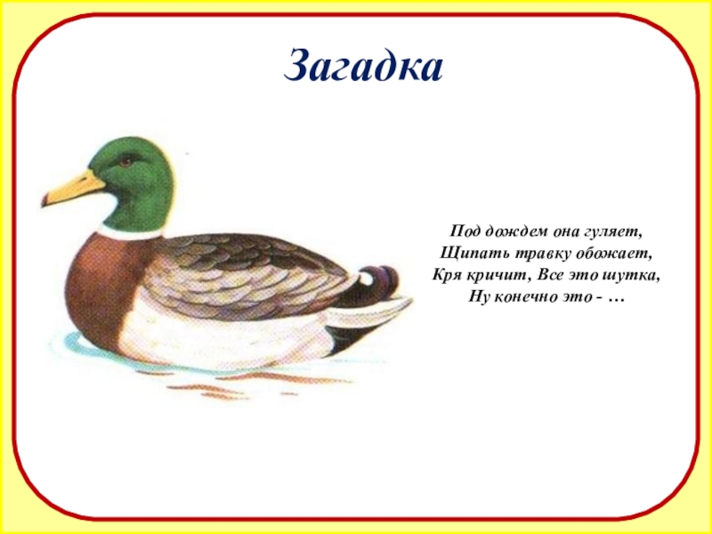 Загадка под. Кричат кря. Птицы называют сами себя Гал Гал кричат Галка кря кря кря.