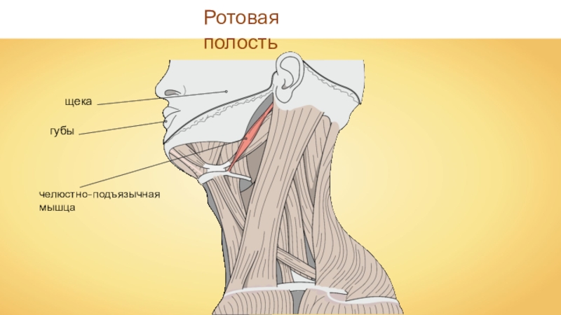 Презентация Ротовая полость
губы
щека
челюстно-подъязычная
мышца