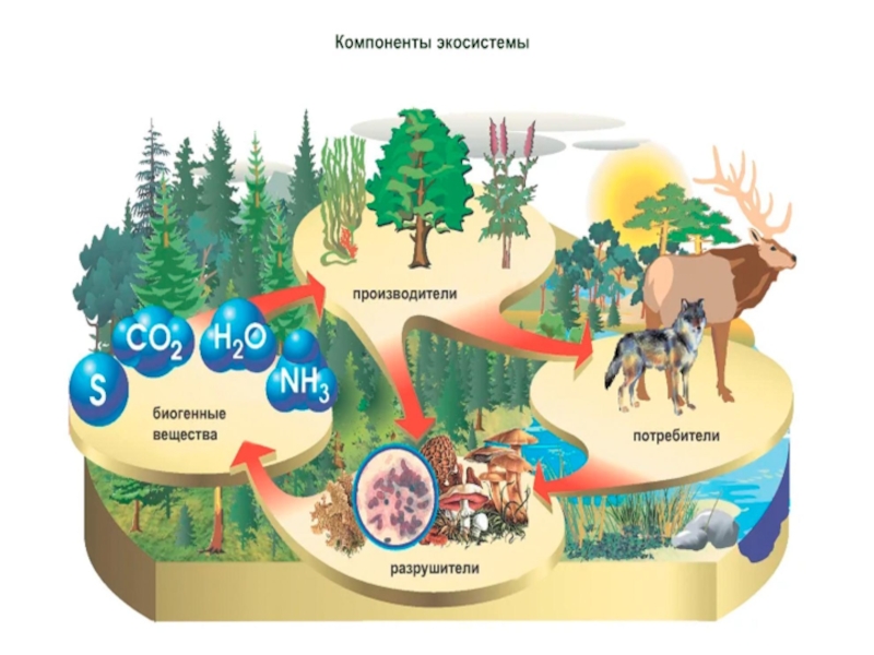 Экосистемы компоненты экосистем презентация. Функционирование экосистем. Структура экосистемы. Компоненты экосистемы. Структура и функционирование экосистем.