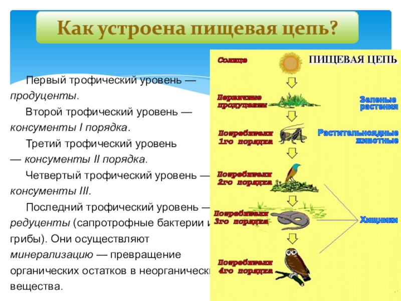 Какой из организмов изображенных на рисунке является консументом третьего порядка дайте определение