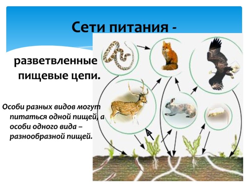 Сеть питания. Разветвленные пищевые цепи. Разветвленные цепи питания. Разветвленные пищевые цепи экосистема.