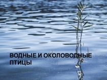 Водные и околоводные птицы