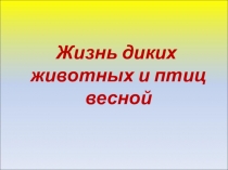 Жизнь диких животных и птиц весной
