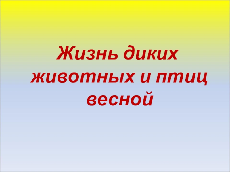 Презентация Жизнь диких животных и птиц весной