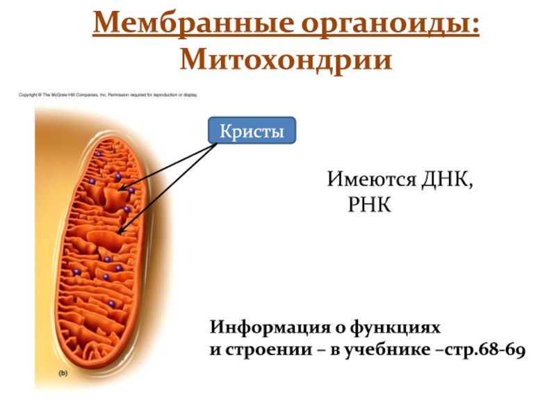 Митохондрии пластиды клеточный центр органоиды движения клеточные включения презентация 9 класс