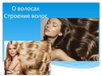 О волосах Строение волос