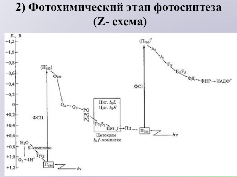 Схема нециклического фосфорилирования