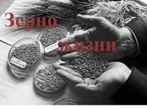 Зерно
жизни