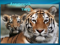 Амурский тигр