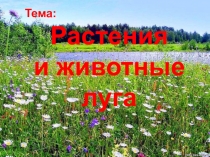 Тема:
Растения
и животные луга