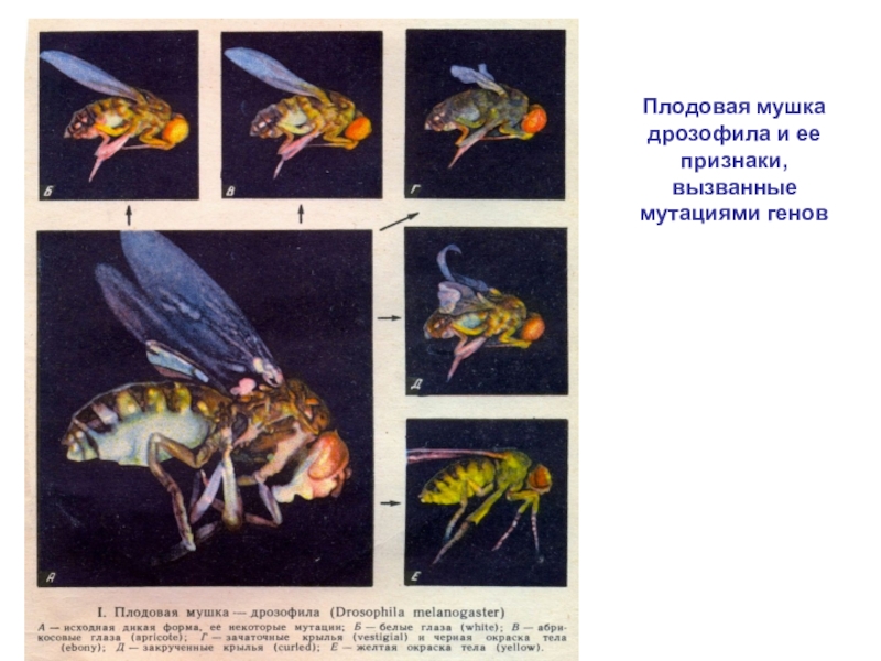 Признаки дрозофилы. Муха дрозофила мутации. Мутация у плодовой мушки. Признаки мушки дрозофилы. Использование плодовой мушки дрозофилы.