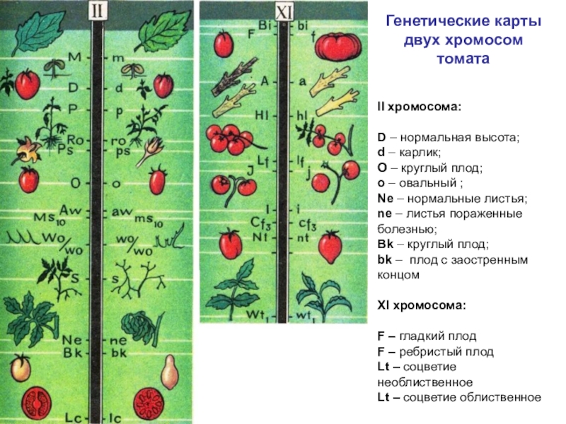 Генетическая карта это