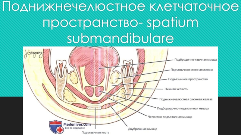 Поднижнечелюстное клетчаточное пространство- spatium submandibulare