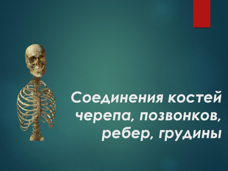 Соединения костей черепа, позвонков, ребер, грудины