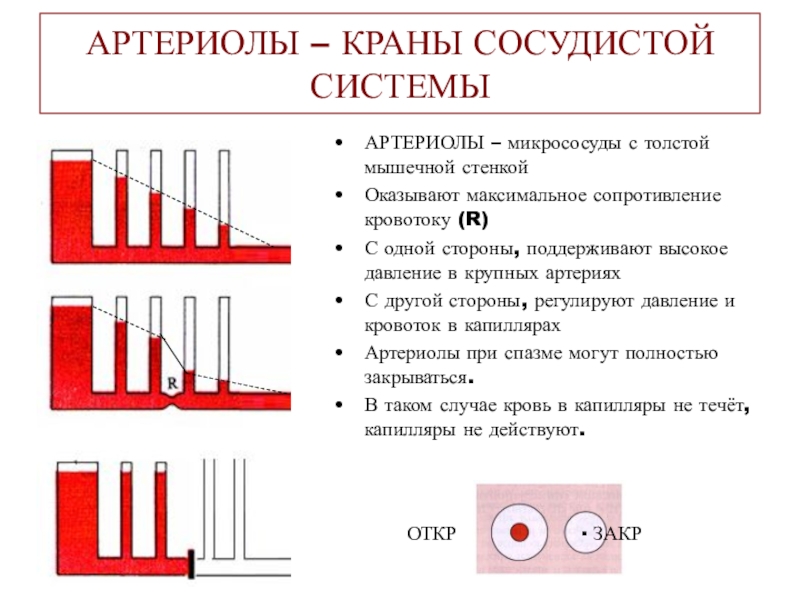 Максимальное сопротивление. Артериолы краны сосудистой системы. Артериолы как главные краны в системе кровообращения. Сосуды сопротивления. Сопротивление кровотоку в сосуде.