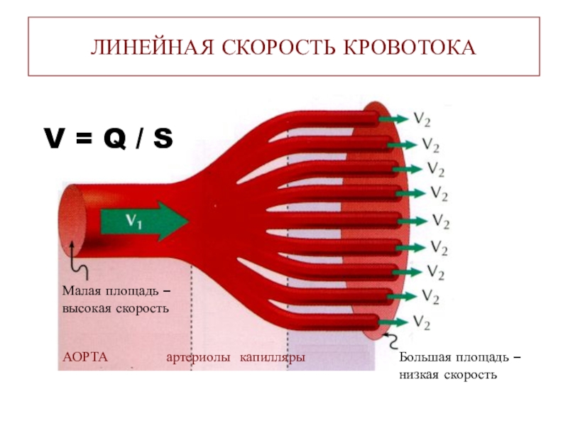 Определение скорости кровотока в сосудах ногтевого. Линейная и объемная скорость кровотока. Линейная скорость кровотока. Скорость кровотока в капиллярах. Скорость кровотока артерии вены капилляры.